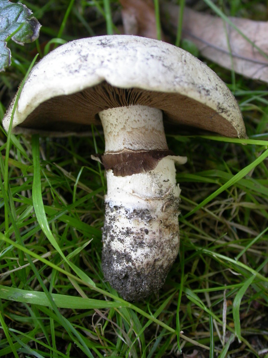 agaricus sp