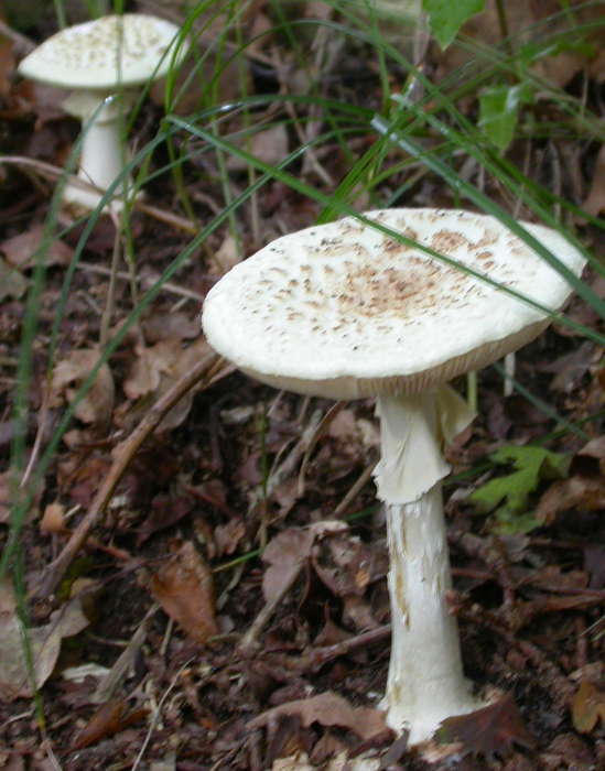 Amanita sp.