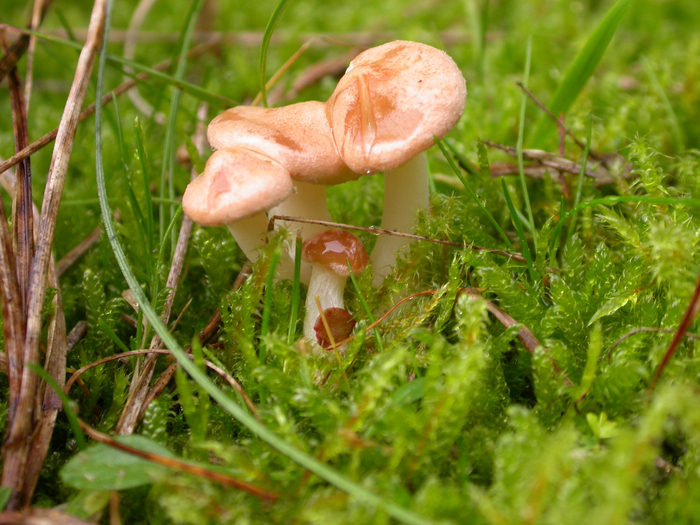 mushroom cluster