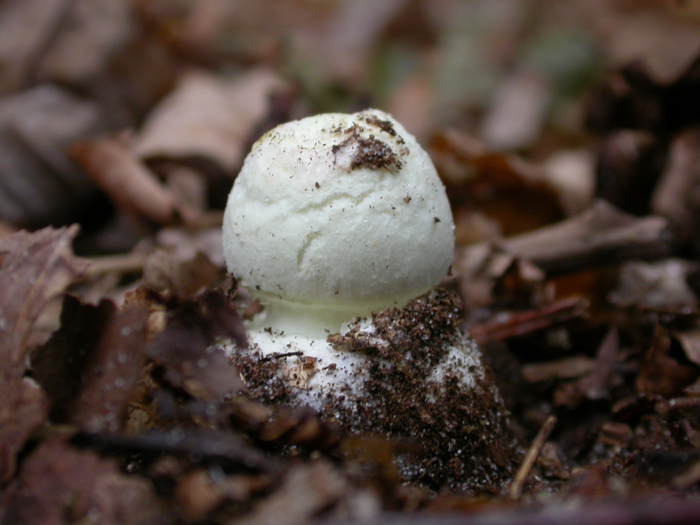 amanita button