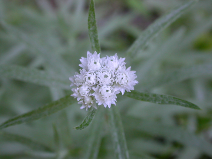 pearly everlasting