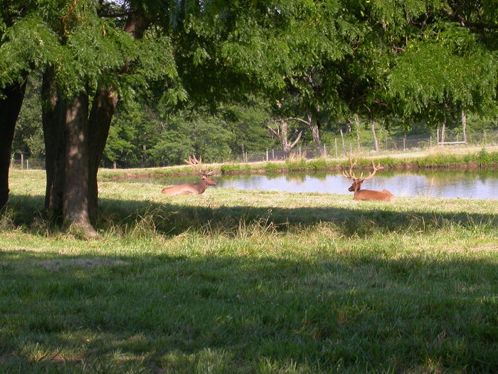 tame elk