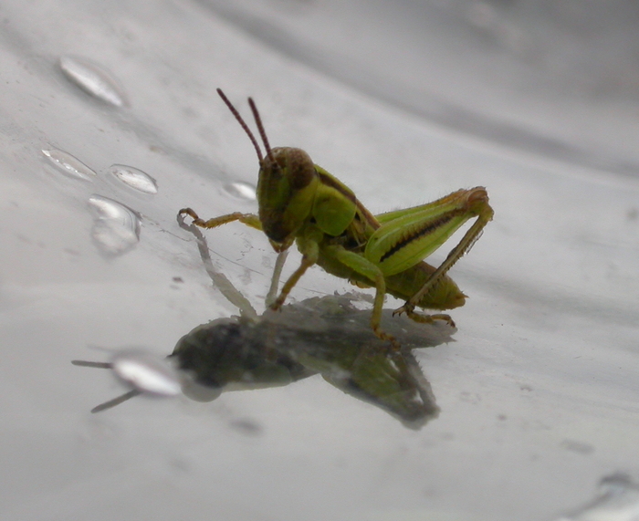 baby grasshopper