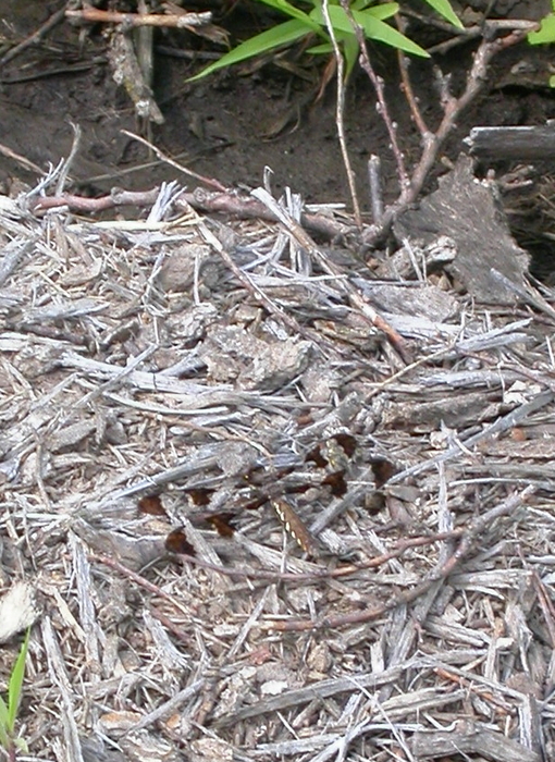 brown dragonfly