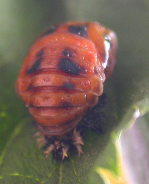 lady pupa