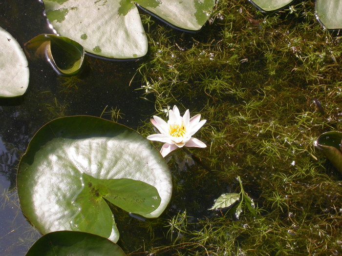 water lily