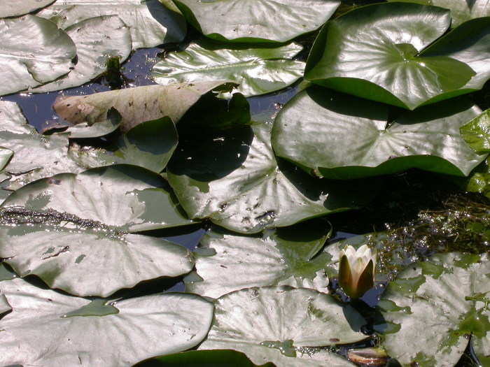 water lily