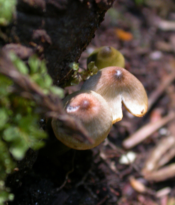 mushroom photo