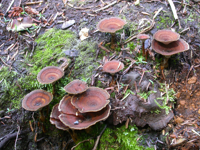 mushroom photo