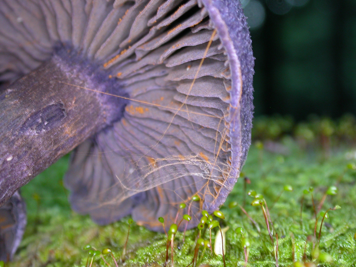 mushroom photo