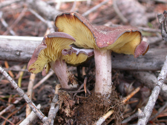 mushroom photo