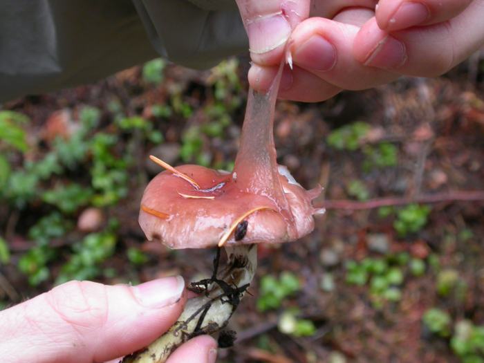 mushroom photo