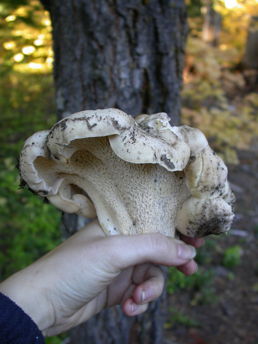 mushroom photo