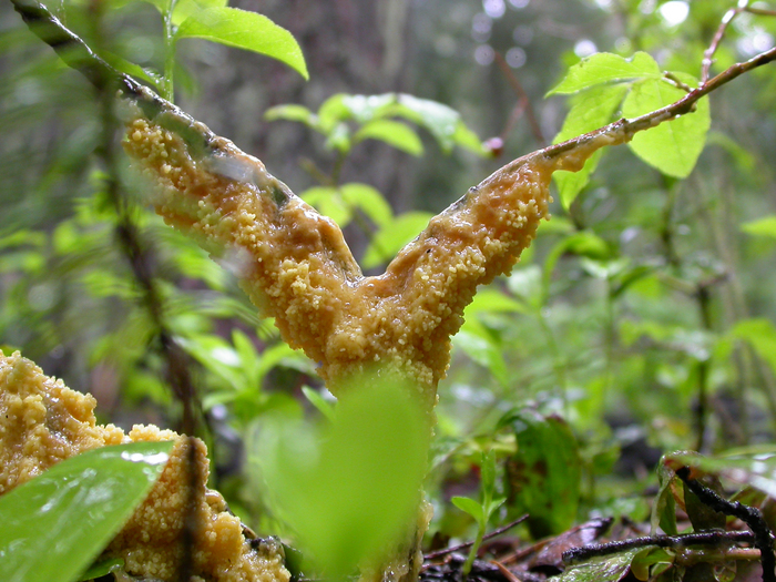 mushroom photo