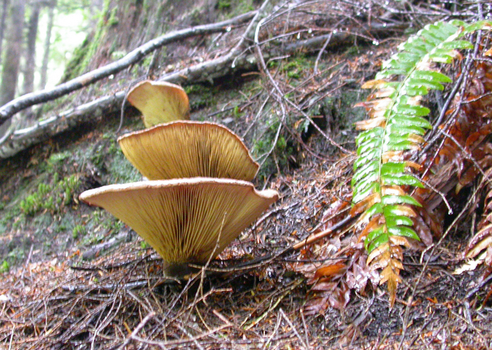 mushroom photo