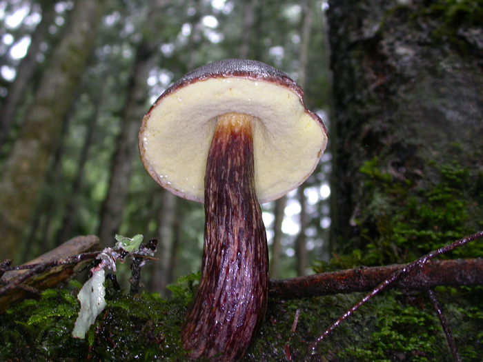 mushroom photo