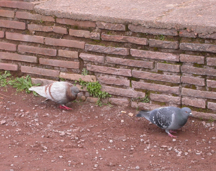 pigeons