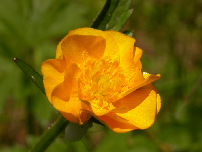 yellow flower