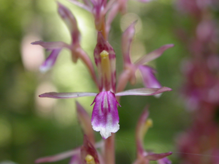 coralroot